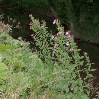 Great Willowherb